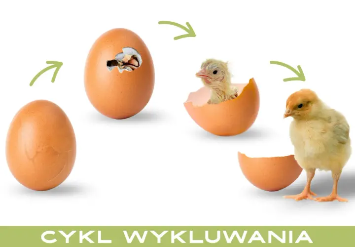 Cykl życia: jajko, pisklę wykluwające się z jajka, a potem mały kurczak z jajka.