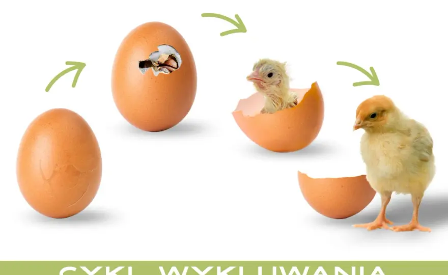 Jak wykluć kurczaka z jajka? Pełny przewodnik 21 dni